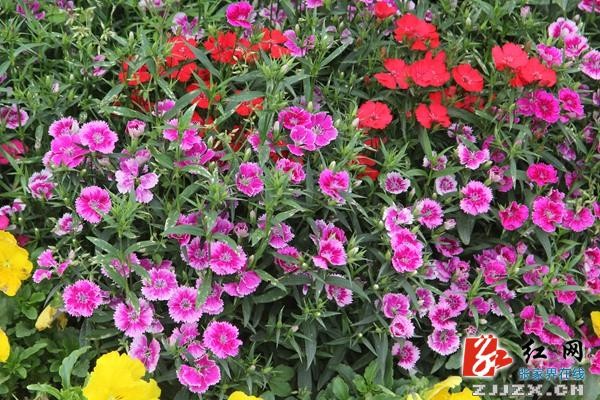 中國旅游日：張家界黃龍洞廣場(chǎng)“花花世界”喜迎游人（組圖）