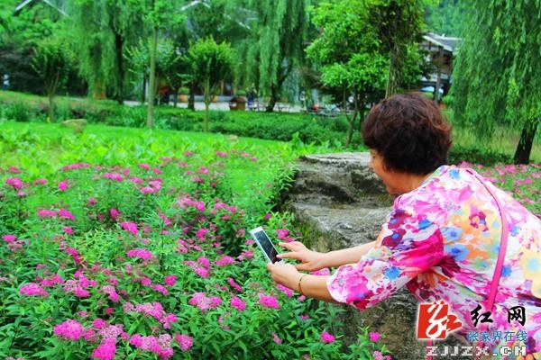 中國旅游日：張家界黃龍洞廣場(chǎng)“花花世界”喜迎游人（組圖）