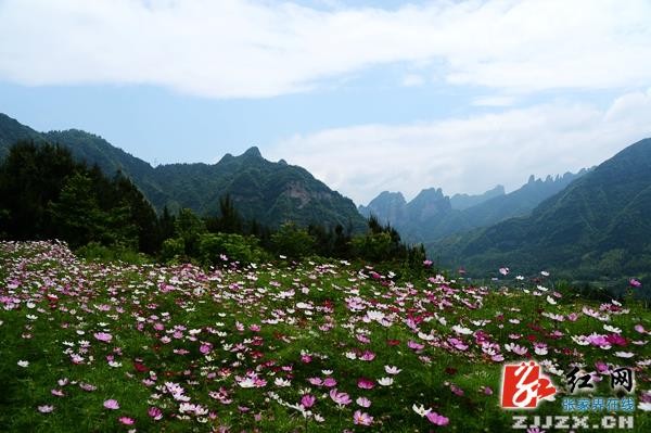 五月遇上格?；? 張家界武陵源一鄉村初夏風光迷人