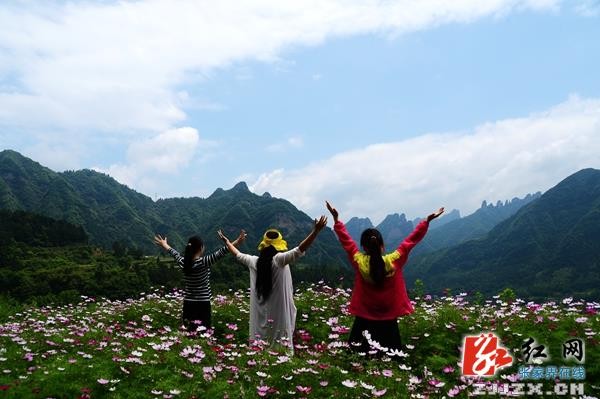 五月遇上格桑花  張家界武陵源一鄉村初夏風光迷人